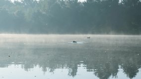 Two wild ducks peacefully swimming on a calm and foggy lake at sunrise, surrounded by nature - Powered by Shutterstock - Get 15% off with code: PIKWIZARD15