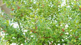 Holly Bush with Red Berries Swaying Gently in the Wind - Powered by Shutterstock - Get 15% off with code: PIKWIZARD15