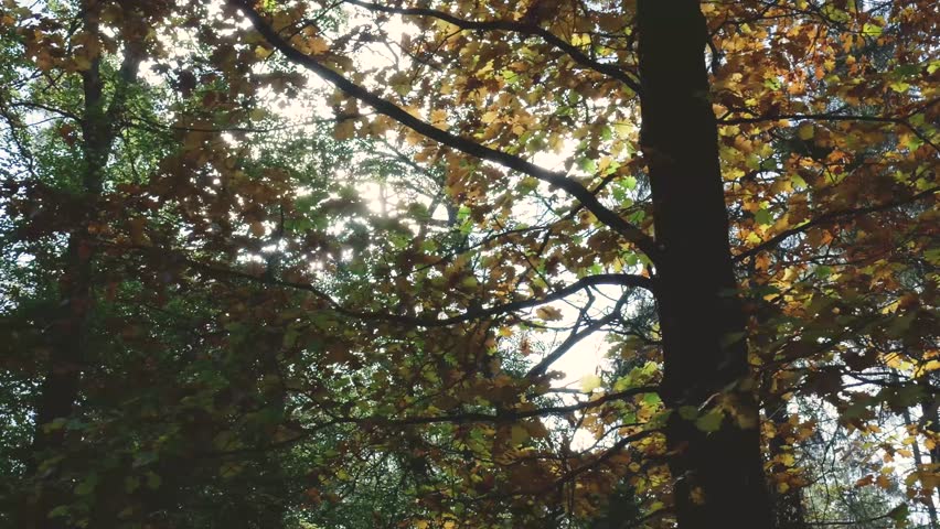 Sun shining through colorful green and yellow autumn leaves creating beautiful sunbeams in the woods