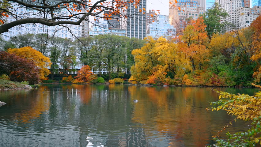 Lake Reflections and Fall Trees in Central Park. Still water reflects colorful fall trees and distant buildings in Central Park, New York.