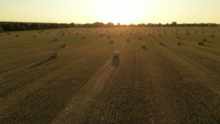 Golden waves of a hayfield bask in the warm sunlight as a drone glides above, showcasing neatly arranged bales scattered across the vast expanse. Nature unfolds in a peaceful scene.