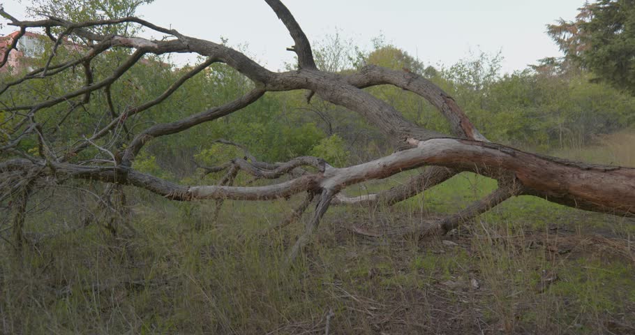 Fallen tree with exposed roots lying on the ground after storm damage in forest