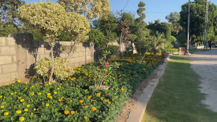Plants in a nursery. Plants and trees are growing in nursery