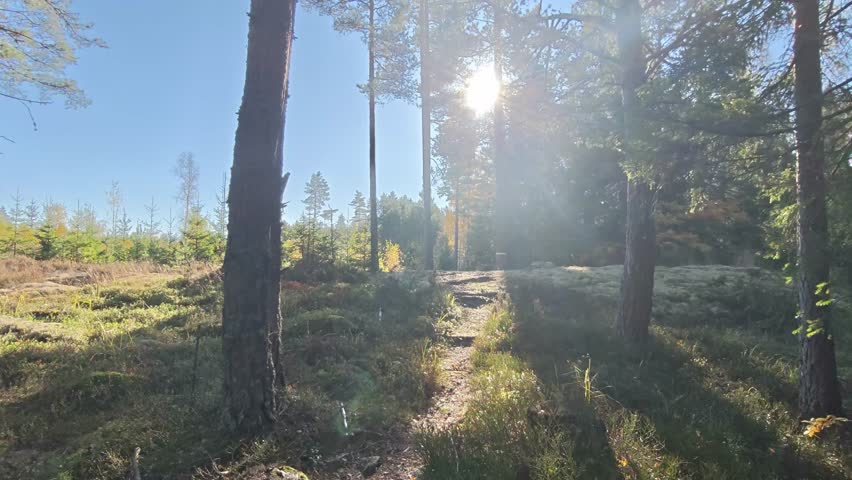 The blue sky stretches above as the sun flares in the camera, following a narrow trail through the Swedish forest