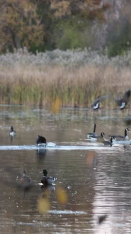 Dozens of geese swimming on top of lake water while a few others are flying in and land during the fall season.