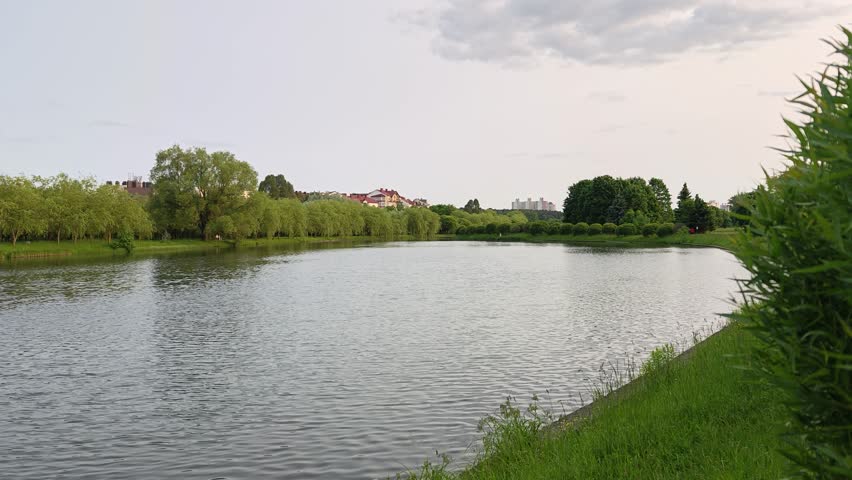 In the evening the summer sun sinks to the horizon, illuminating buildings, grassy lake shores, spruce, willows and other trees There are reflections and ripples on the water Clear weather, few clouds