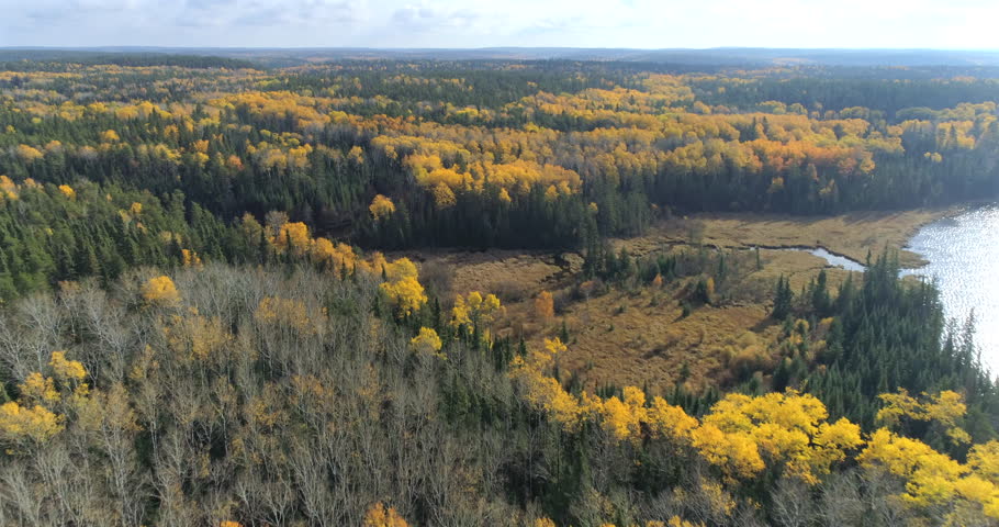 Autumn Marsh and Forest Flyover
