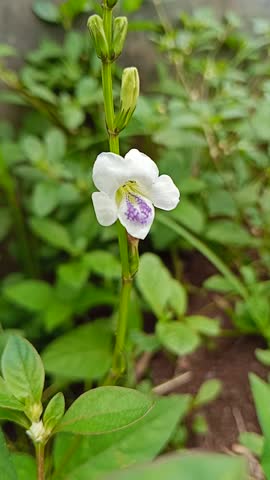 delicate white and purple flower