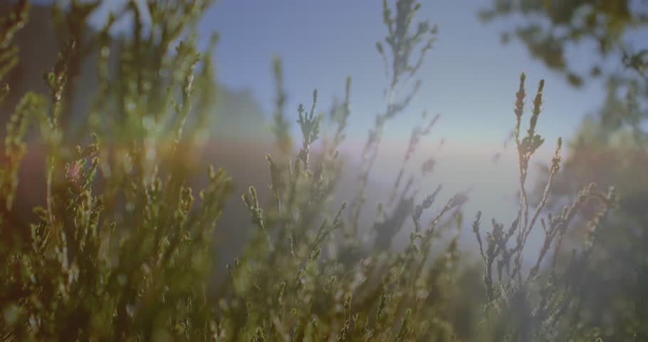 Sun making warm lens flare, HUD elements fading in and growing over swaying grass, showing data. Stems, meadow, breeze, overlays, interface, graphs, horizon