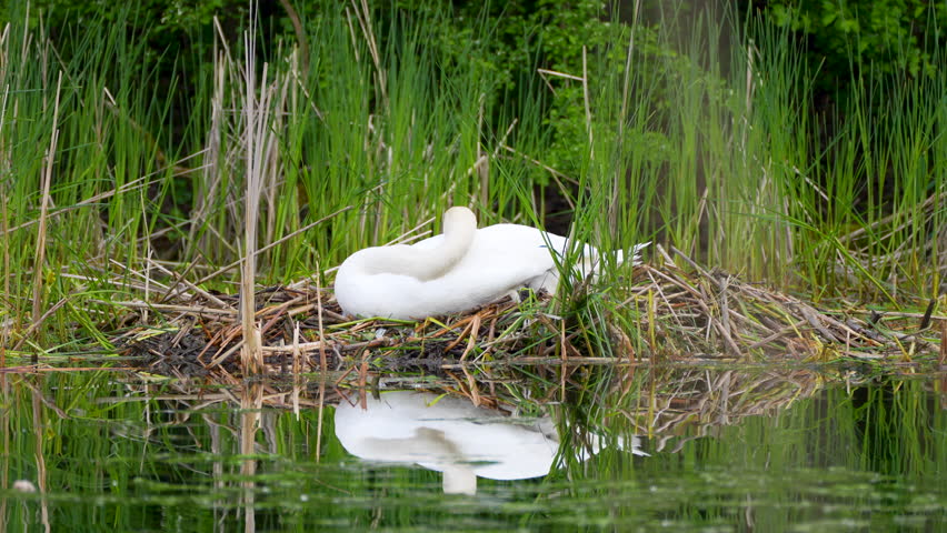 white swan in the nest