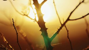 A static, close-up shot of thorny, bare branches and twigs silhouetted against a bright, hazy, golden-yellow background of a vivid sunset or sunrise. - Powered by Shutterstock - Get 15% off with code: PIKWIZARD15