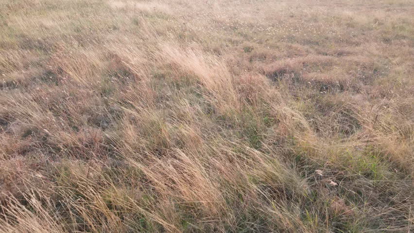 Steppe landscape with tall grass swaying in wind, close-up. Natural autumn scene with steppe grasses swaying in breeze, camera moving forward.