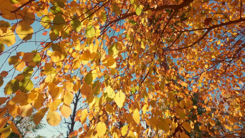 Bottom view of yellowed autumn leaves against blue sky on bright sunny day in sun rays, backlit by sunlight. Natural scene of golden autumn with sunbeams sunshine filtering through yellow foliage