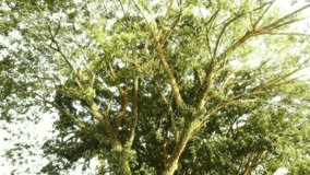 Dreamy cinematic footage of Copaifera langsdorffii tree swaying gently in the tropical breeze. The soft focus and warm lighting create a peaceful, ethereal mood that highlights - Powered by Shutterstock - Get 15% off with code: PIKWIZARD15