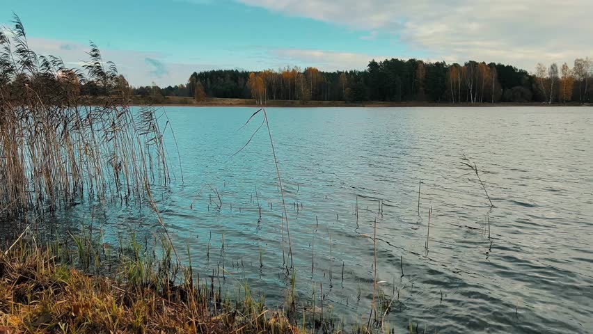 A peaceful, wide shot of a calm lake in late autumn or early spring. Tall reeds line the bank, with a distant forest showing hints of evergreen and golden foliage under a soft, cloudy sky.
