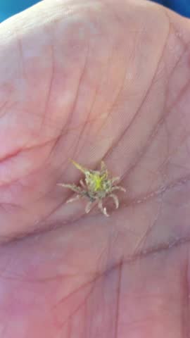 Vertical video close-up of human hand gently holding a small spider crab, highlighting nature