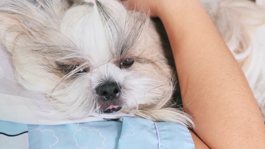 Shih Tzu dog lies down and cuddles with owner indoors.
