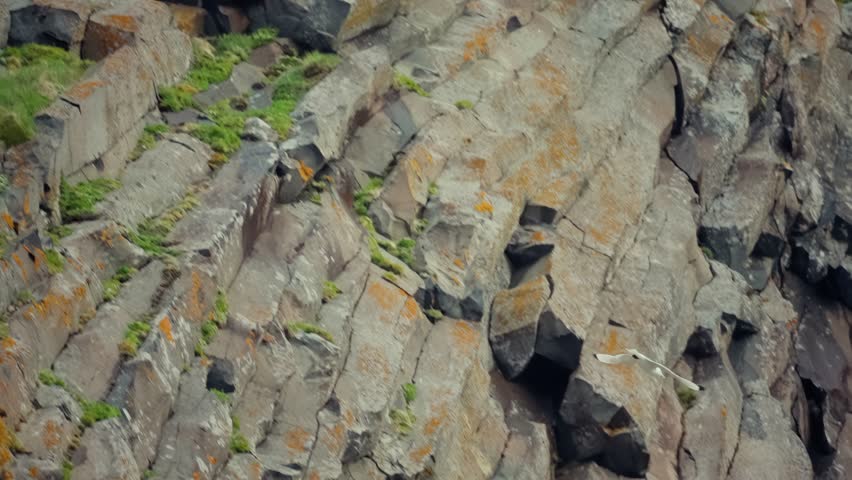 Rugged coastal cliff with vertical basalt layers and weathered ledges hosting a thriving seabird colony, white birds nesting in crevices and others in flight along the rock face.