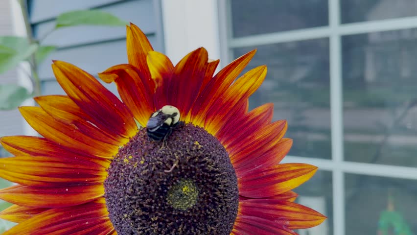 Closeup of a bee sleeping on a deep red-orange sunflower, surrounded by glowing petals and warm sunlight in a peaceful garden.