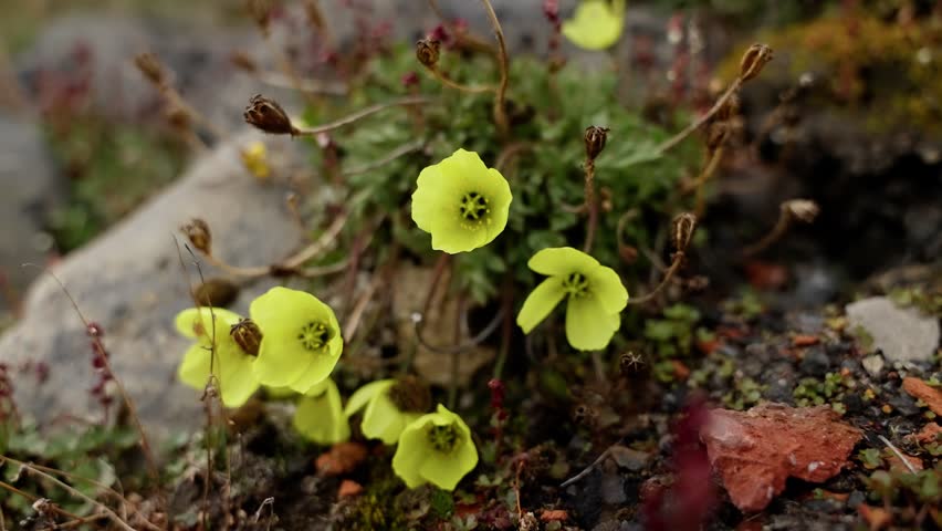 Close-up of delicate yellow alpine wildflowers blooming amid rocky ground, moss, and pebbles, with dried seed pods and foliage highlighting resilient mountain flora.