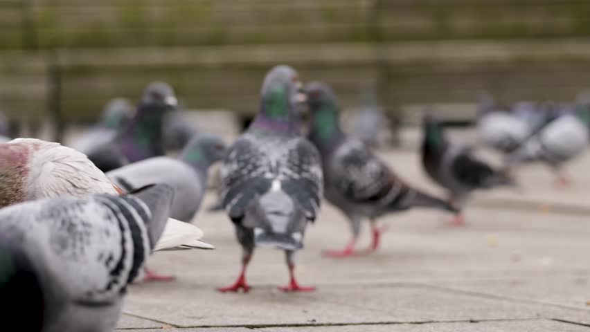 Flock of rock pigeons walking around a city area in Antwerp, one briefly looks at the camera.