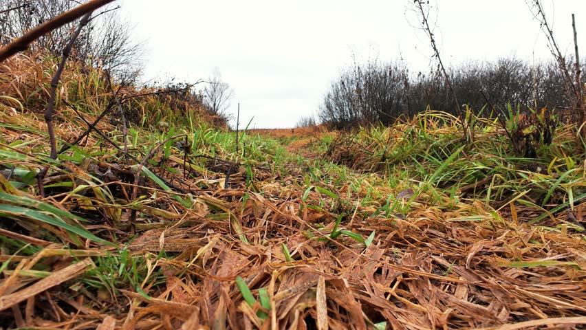Exploring misty wetlands, Adventurer journeys through damp field, Solitary hiker traverses soggy autumn landscape, Secluded traveler moves through moist marsh with resilience and curiosity
