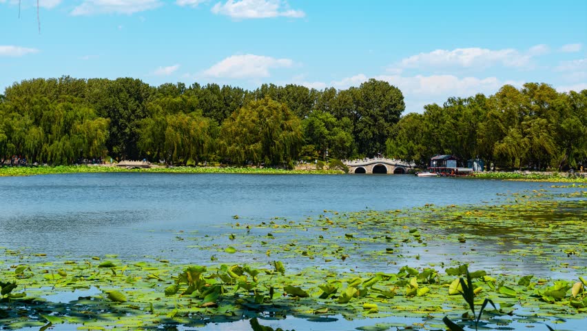 Beautiful summer view of Yuanmingyuan lake in Beijing with lotus leaves floating on water, lush green trees lining the shore, and traditional stone bridge under blue sky