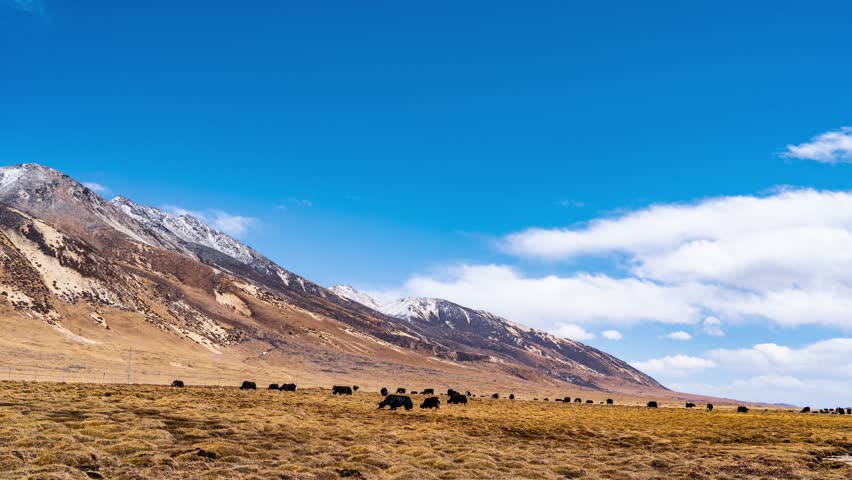 Yaks grazing freely on golden grassland plateau beneath snow-capped mountains in Sichuan, China. Stunning western landscape scenery showcasing traditional motherland.