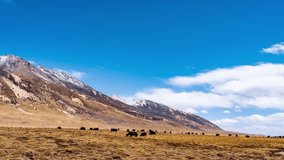 Yaks grazing freely on golden grassland plateau beneath snow-capped mountains in Sichuan, China. Stunning western landscape scenery showcasing traditional motherland. - Powered by Shutterstock - Get 15% off with code: PIKWIZARD15