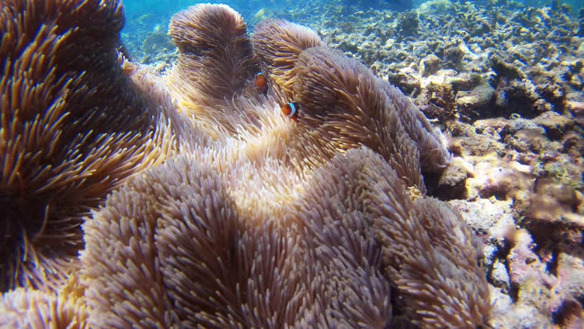Beautiful underwater scene with colorful sea anemones and clownfish gently waving in the current. Filmed in clear tropical waters near Borneo, Malaysia. Peaceful marine life footage showing natural co