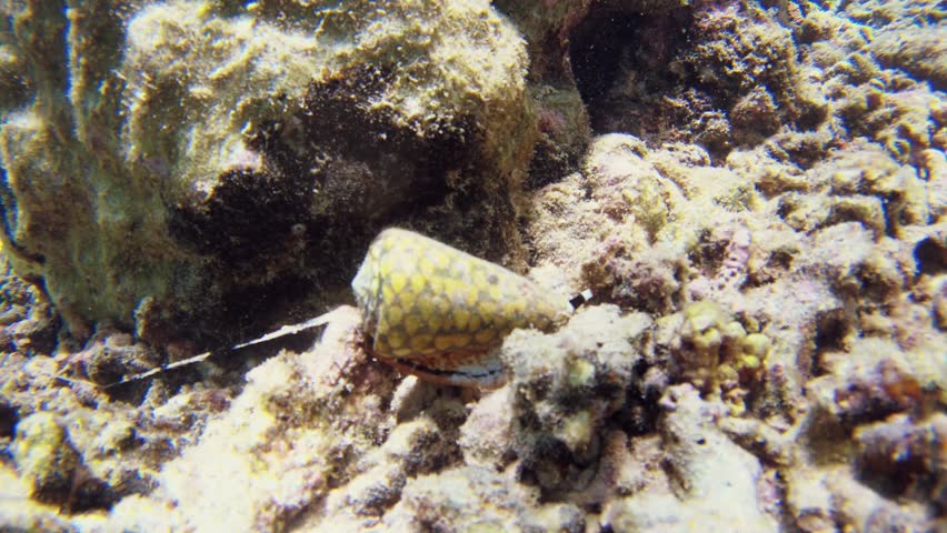 Dangerous black and yellow Conus marmoreus sea snail crawling on sand in shallow water near Borneo island, time-lapse macro footage of a venomous marine predator with extended proboscis.