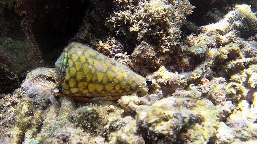 Dangerous black and yellow Conus marmoreus sea snail crawling on sand in shallow water near Borneo island, time-lapse macro footage of a venomous marine predator with extended proboscis.