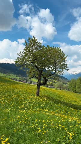 Field of yellow flowers dandelions nature outdoor Switzerland alpine