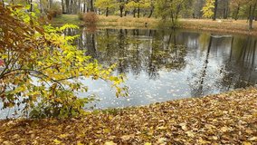 Vertical video of beautiful autumn landscape of old city park with a pond with reflection of yellow trees and shrubs on an October day. Seasonal nature background. Hiking and outdoor recreation - Powered by Shutterstock - Get 15% off with code: PIKWIZARD15