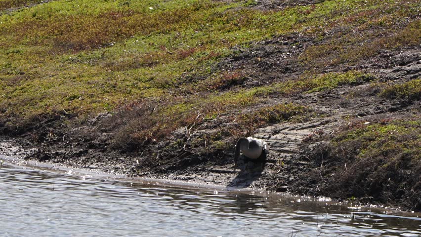 Anhinga tossing a stick in the air