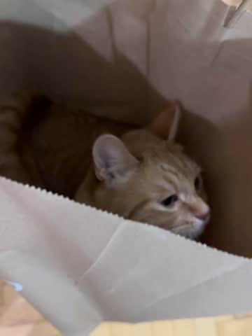 Curious Ginger Cat Playing Inside Paper Bag, Adorable Cat Hiding in Brown Paper Bag