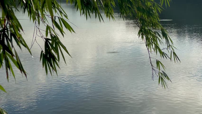 Static shot of a tranquil lake during sunrise. View of water and some leaves of a tree during a quite morning. Circles forms in the water in a lake in Puerto Rico. Lago of Cidra in PR.