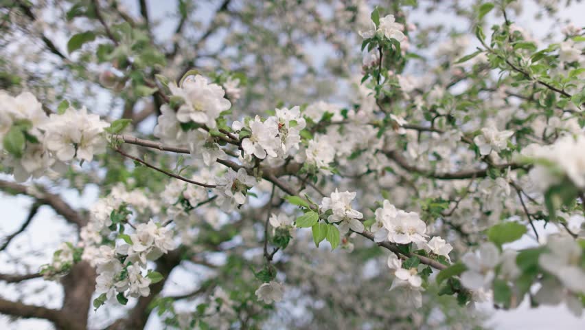 Close-up view of flowers and green leaves on a blooming tree and bees flying between the branches