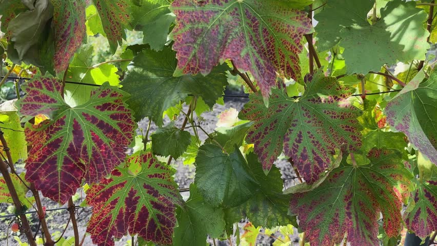 Autumn green-red leaves on grapevine stem on a vineyard in autumn sunny day, view in shade close-up 
