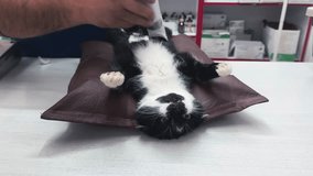 Veterinarian operates on a cat. Surgeons performing operation on cat on surgical table. Cat under surgery - Powered by Shutterstock - Get 15% off with code: PIKWIZARD15