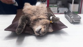 Veterinarian operates on a cat. Surgeons performing operation on cat on surgical table. Cat under surgery - Powered by Shutterstock - Get 15% off with code: PIKWIZARD15