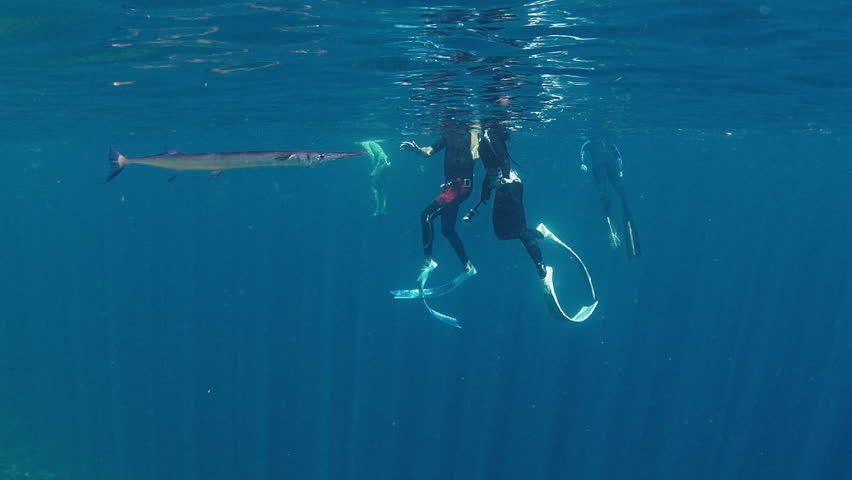 Needlefish, Tylosurus crocodilus, swims near the freedivers in the tropical sea in Indonesia