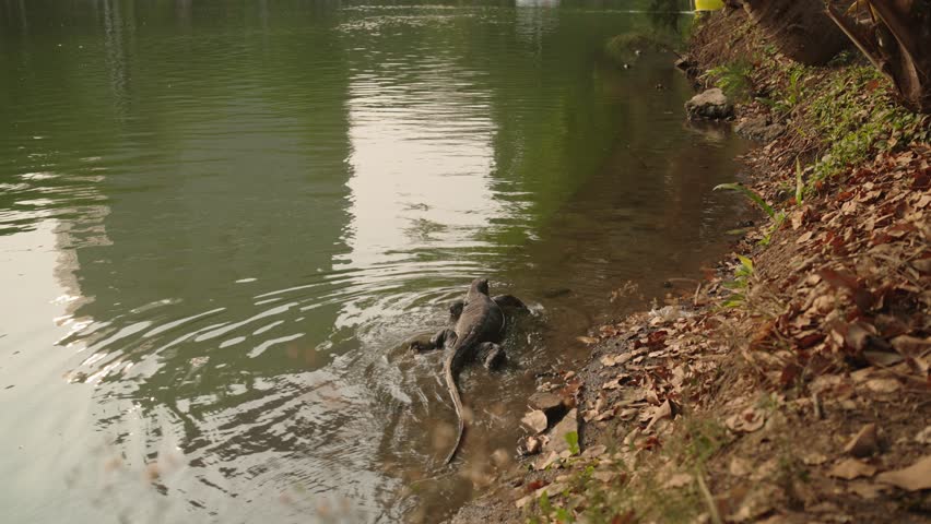 Monitor lizard swimming in serene park lake, nature in Lumpini, Bangkok
