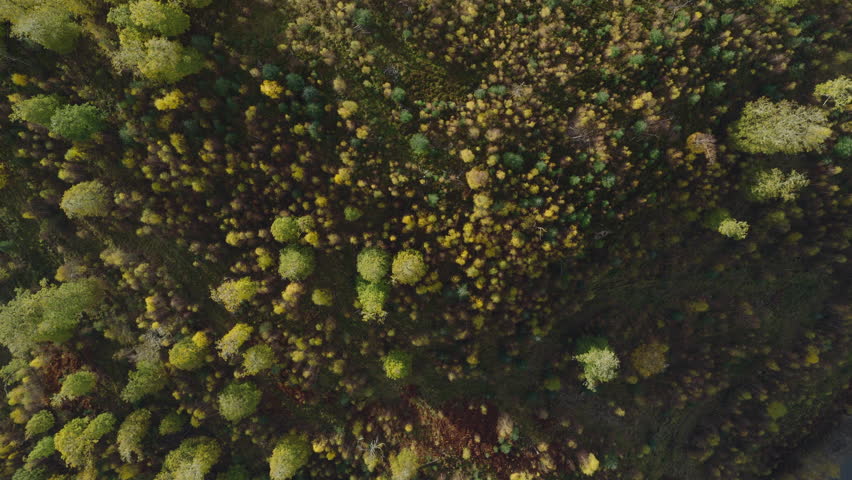 Top down aerial view of woods in the British countryside