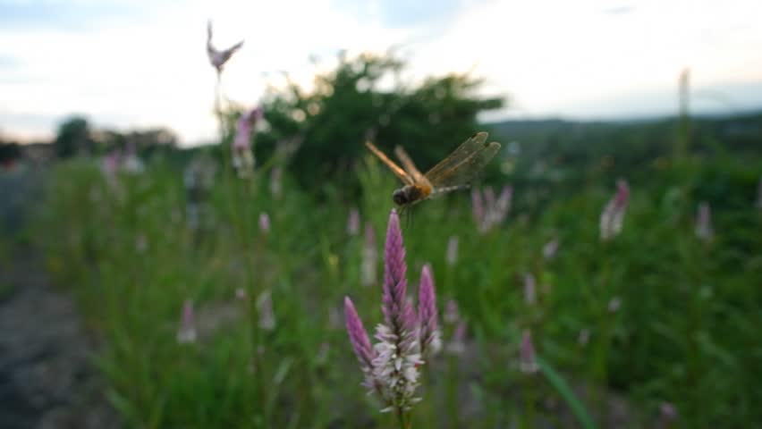 Close-Up of a Dragonfly Landing on a Pink Cockscomb Flower in a Green Field at Sunset, Nature and Wildlife Video Clip