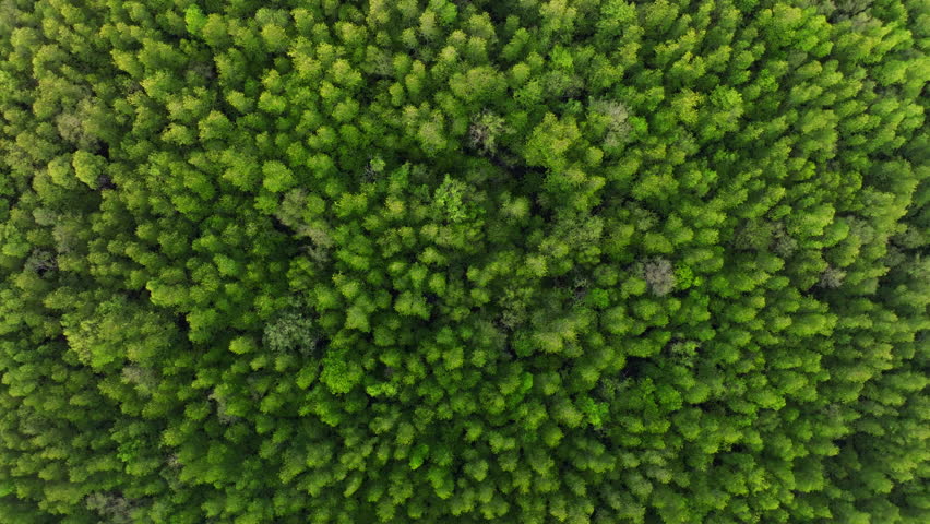 Amazing abundant mangrove forest river,Aerial view of forest trees Rainforest ecosystem and healthy environment background, Texture of green trees forest top down High angle view,High definition video