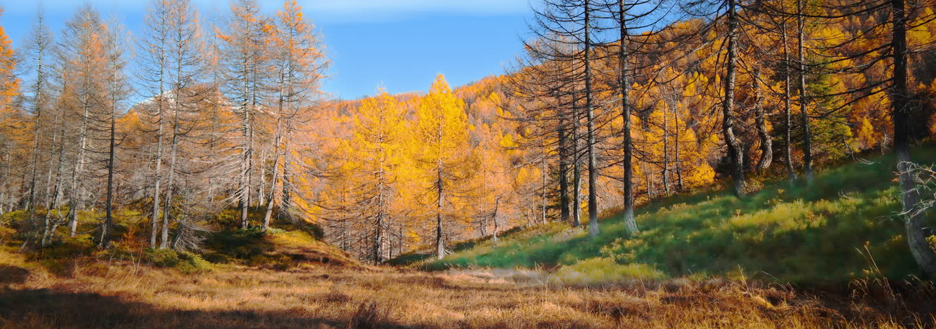 Fantastic foliage on an alpine landscape