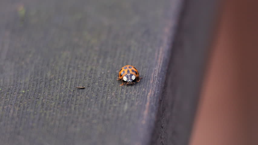 A ladybug walks on a wooden surface. The ladybug is brown and black with white spots