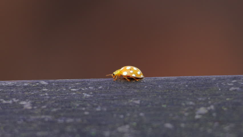A small brown and white bug with black spots is on a grey surface. The bug is small and has a lot of spots