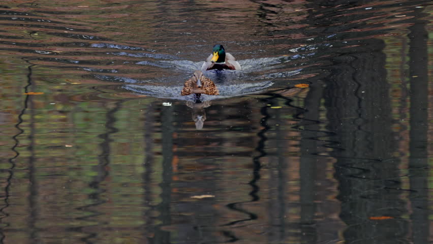 Two ducks swimming in a body of water. The male duck bows to the female duck and dances around her in a pond